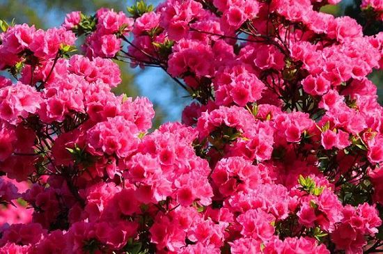Η δεύτερη συνεδρία της έκθεσης Azalea στο χωριό Zilang, Yindianjie Town- 绍兴万引...
